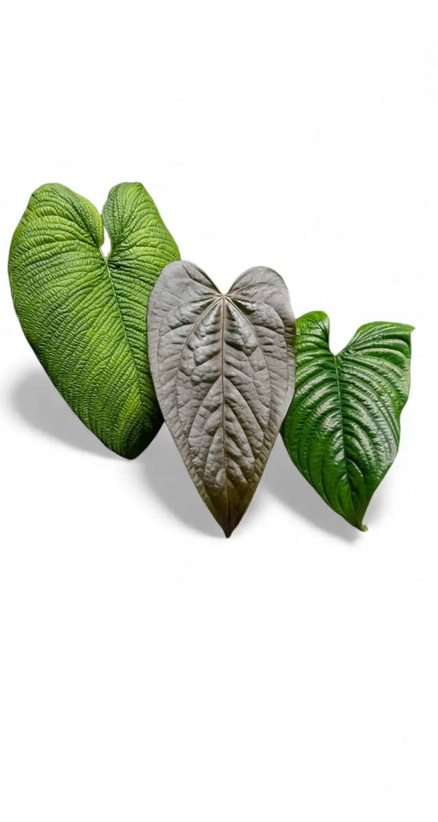 Image of three various Philodendron and Anthurium leaves, tropical folaige isolated on white background