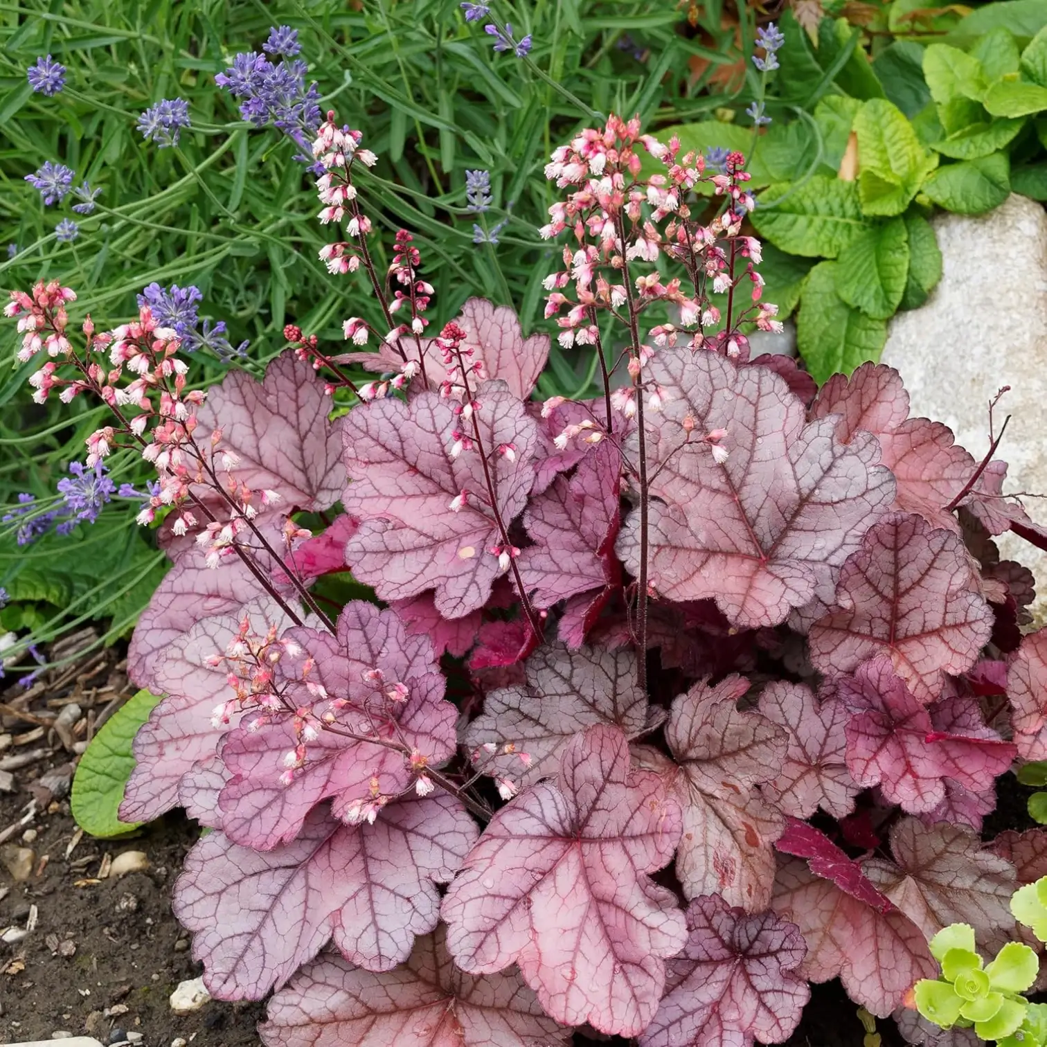 Heuchera micrantha 'Palace Purple' – Nahaufnahme.