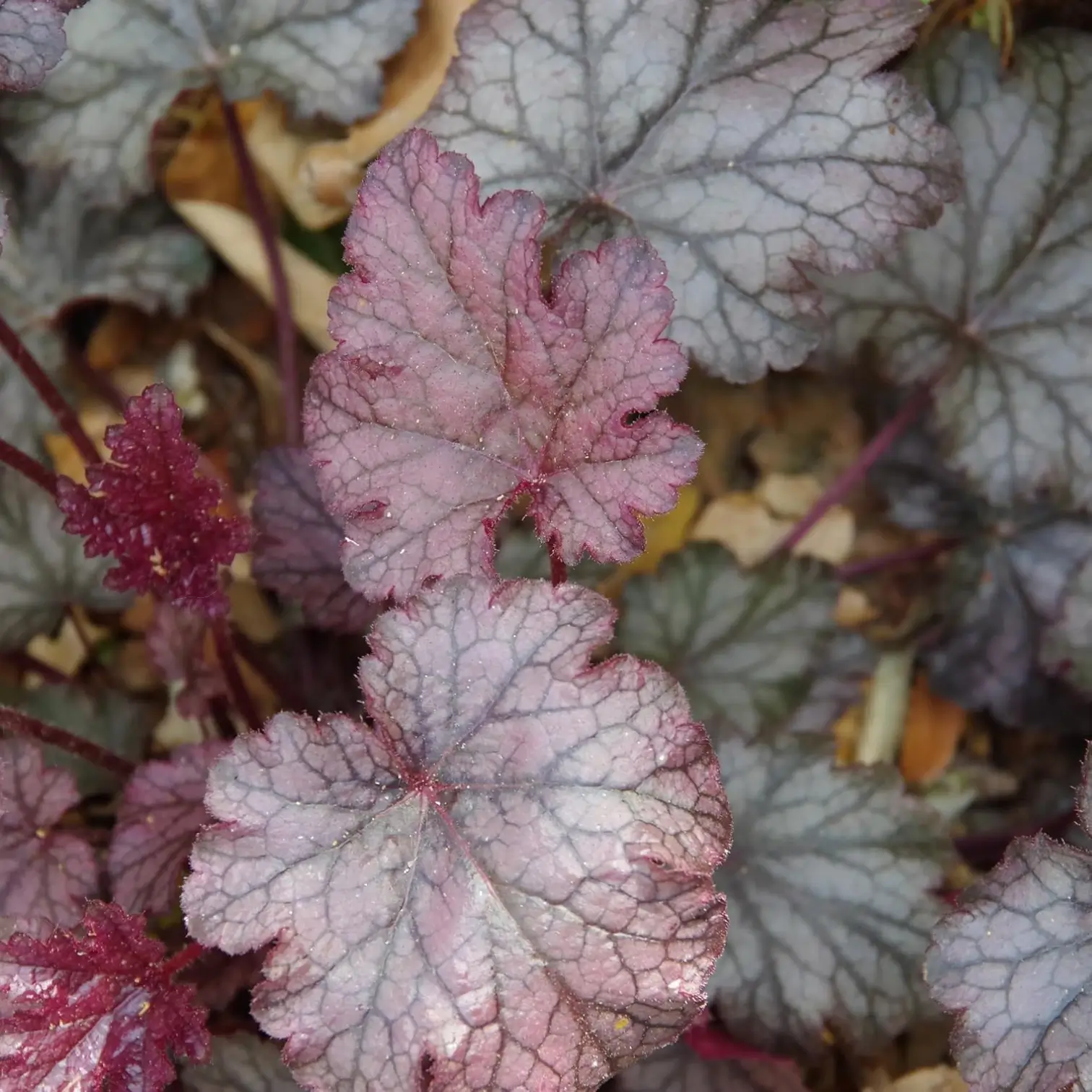 Heuchera micrantha 'Palace Purple' – Nahaufnahme.