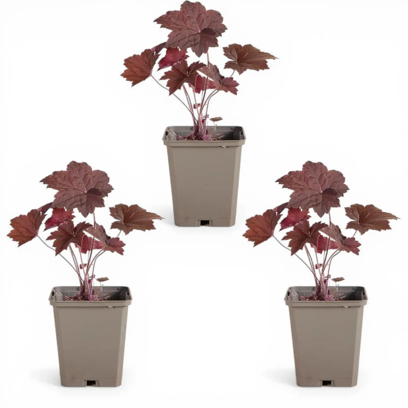 Heuchera micrantha 'Palace Purple' plant detail.