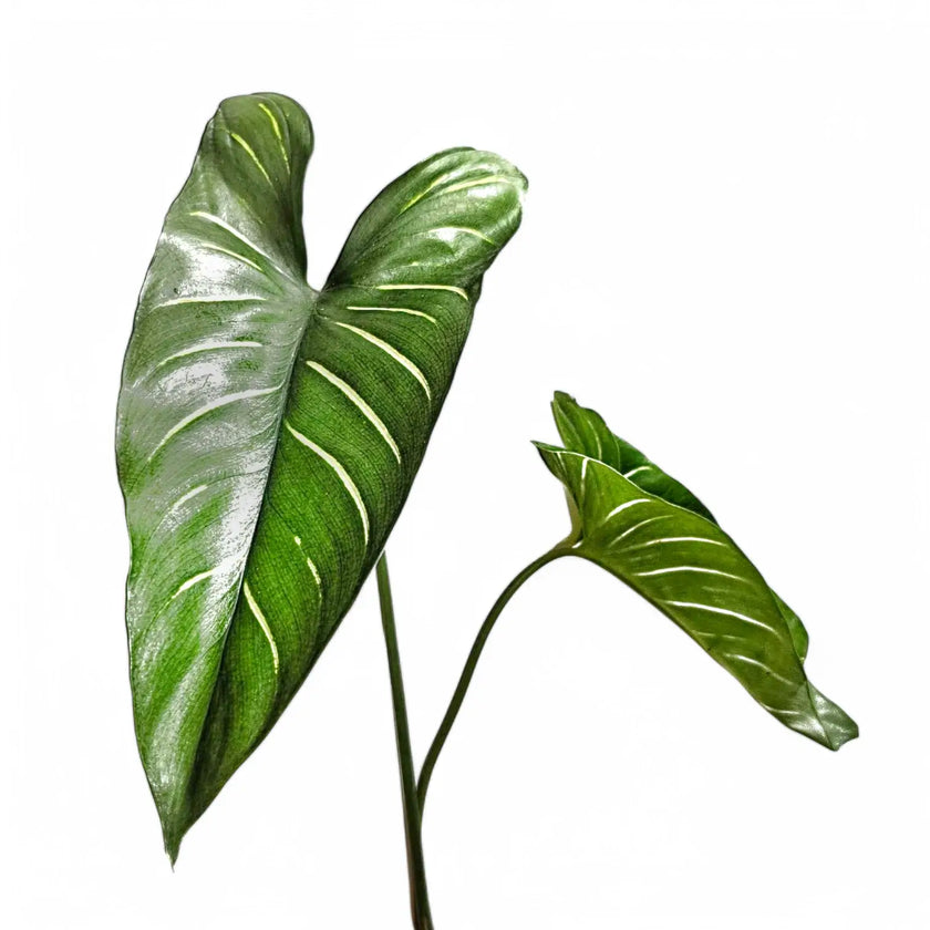 Homalomena davidiana leaf close-up on white background.