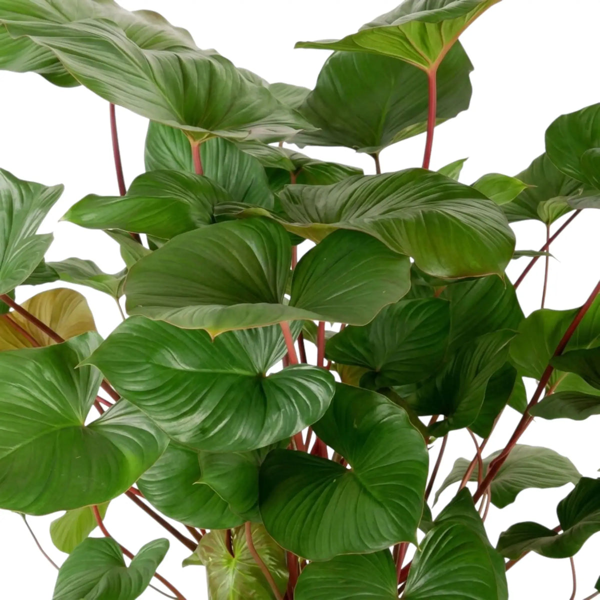 Glänzendes, herzförmiges Blatt von Homalomena rubescens ‘Maggy’