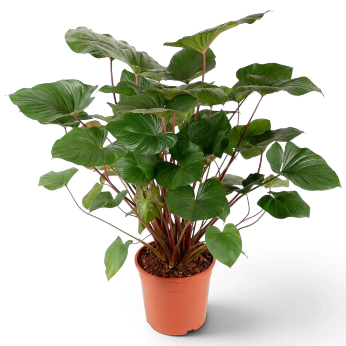 Homalomena rubescens ‘Maggy’ mit glänzenden, herzförmigen Blättern an rötlichen Blattstielen