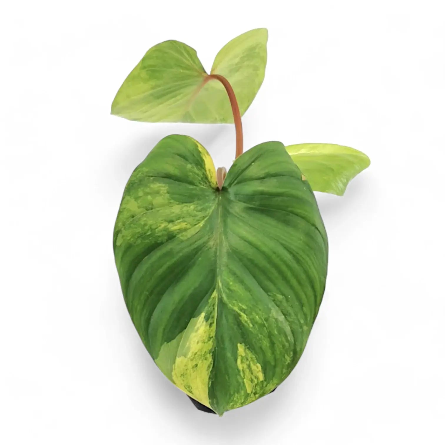 Homalomena rubescens 'Aurea Variegata' Zimmerpflanze im Anzuchttopf vor weißem Hintergrund, Produktfoto 3.