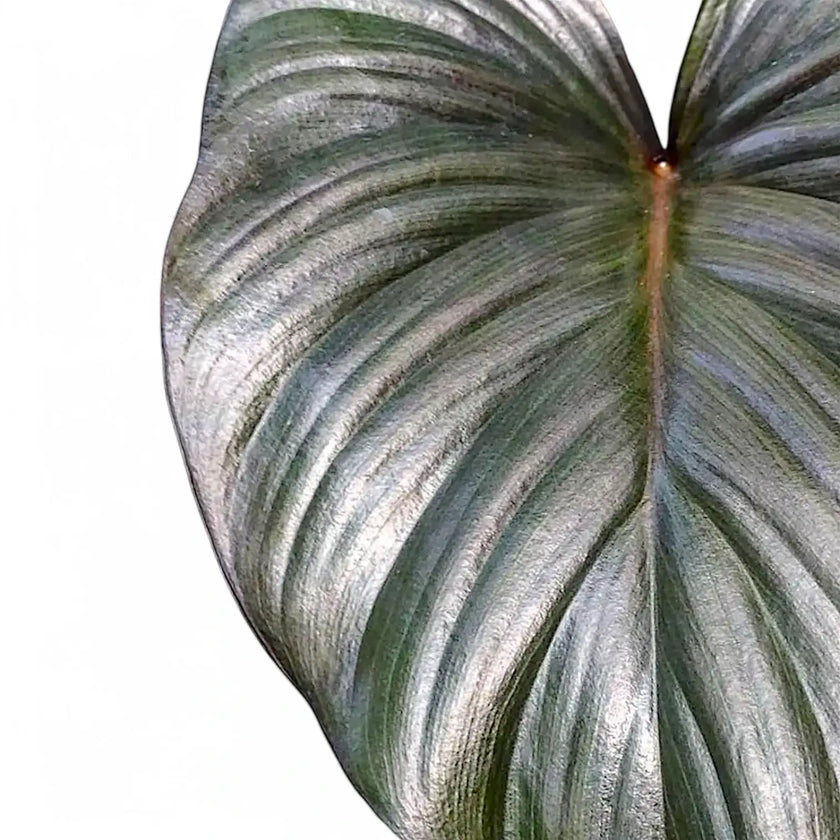 Homalomena rubescens 'Black emerald' ('Dark') close-up of leaf on white background.