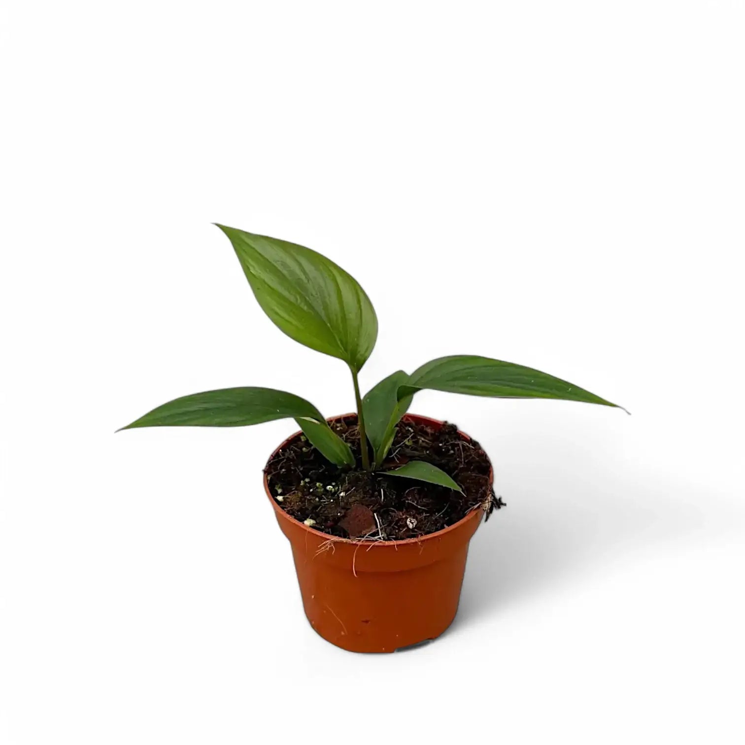 Homalomena rubescens 'Black emerald' ('Dark') Zimmerpflanze im Anzuchttopf vor weißem Hintergrund, Produktfoto 3.