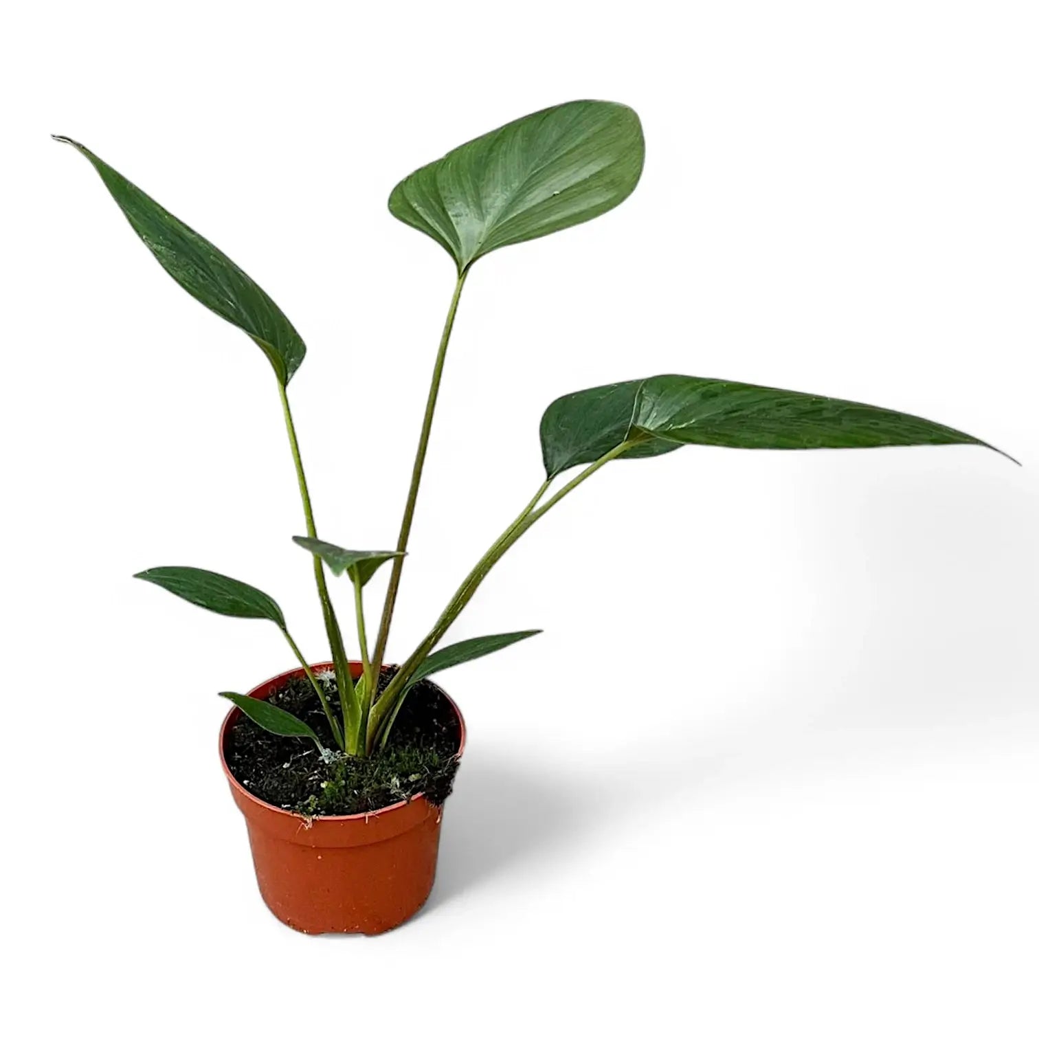 Homalomena rubescens 'Black emerald' ('Dark') Zimmerpflanze im Anzuchttopf vor weißem Hintergrund, Produktfoto 5.