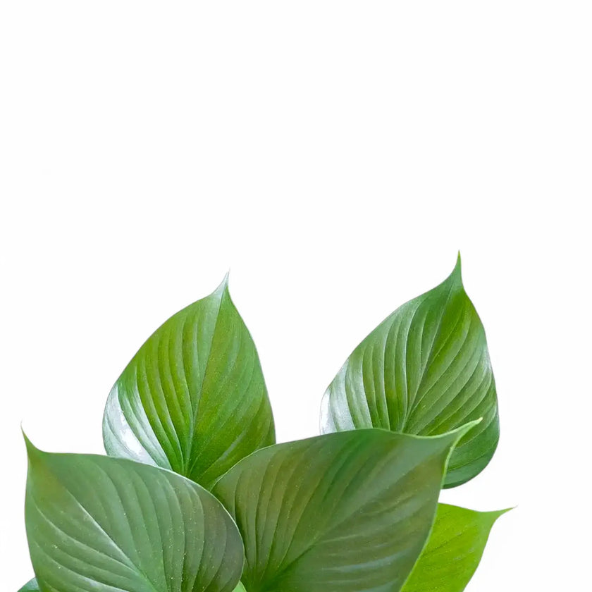 Homalomena rubescens ‘Emerald gem’ close-up of leaf on white background.