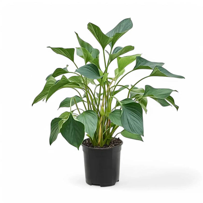 Homalomena rubescens ‘Emerald gem’ potted plant in nursery pot on white background.