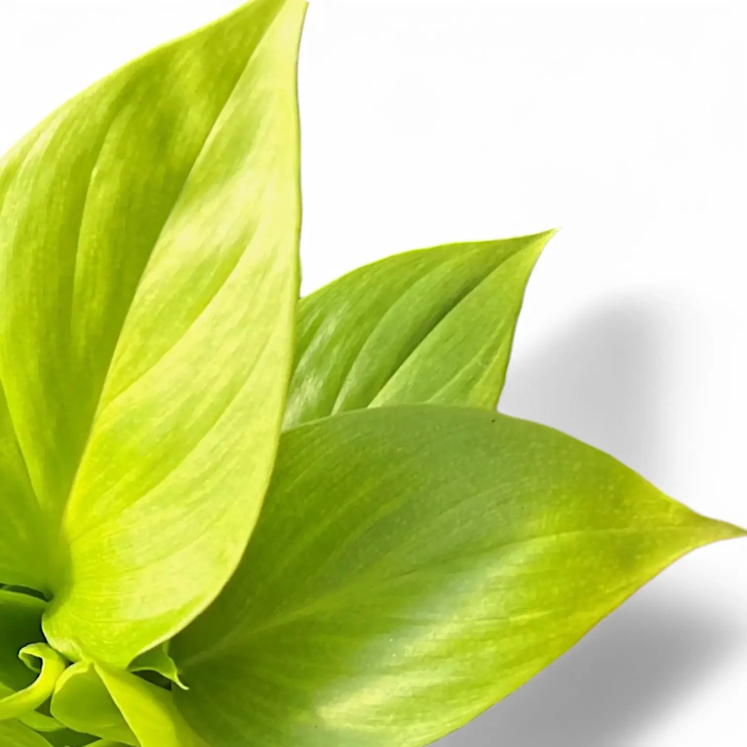 Homalomena rubescens 'Lemon Lime' – Blattdetail vor weißem Hintergrund..