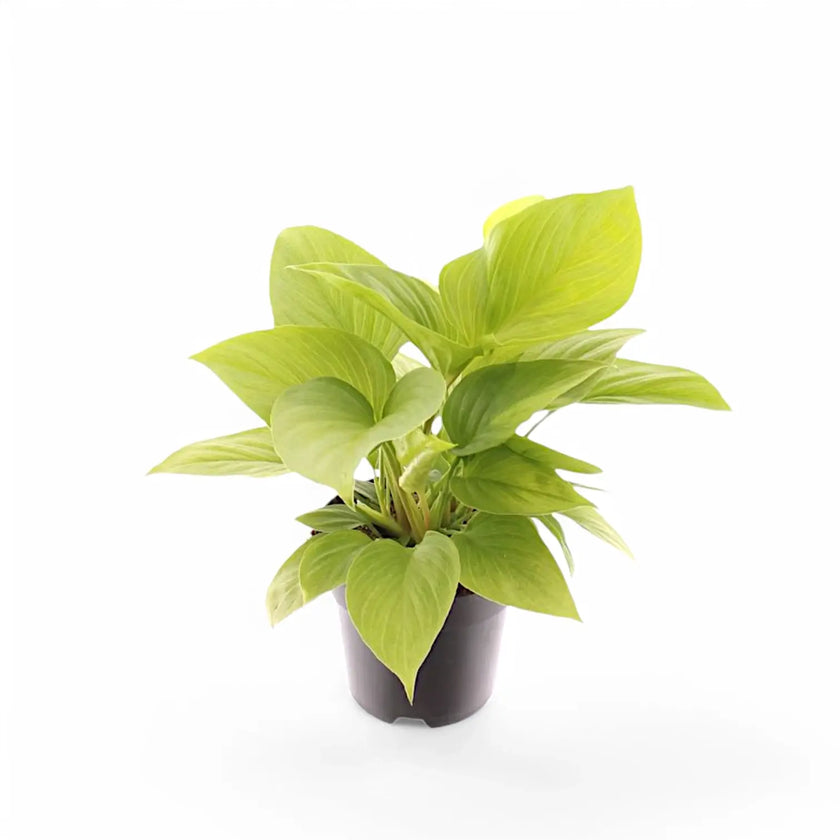Homalomena rubescens 'Lemon Lime' potted plant in nursery pot on white background.