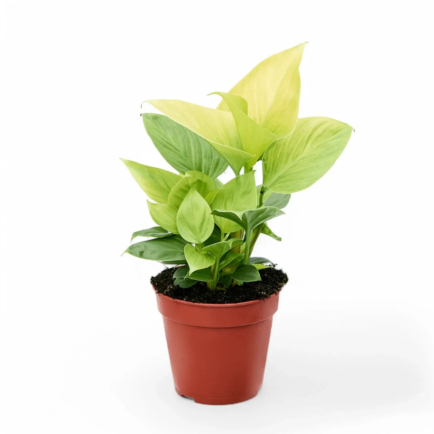 Homalomena rubescens 'Lemon Lime' Zimmerpflanze im Anzuchttopf vor weißem Hintergrund, Produktfoto 4.