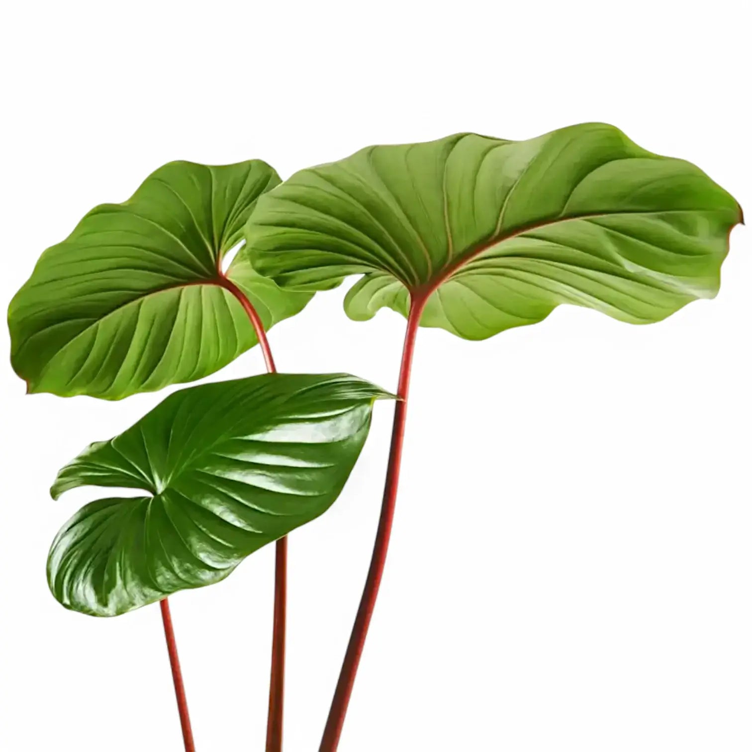 Homalomena rubescens ‘Maggy’ leaf close-up on white background.