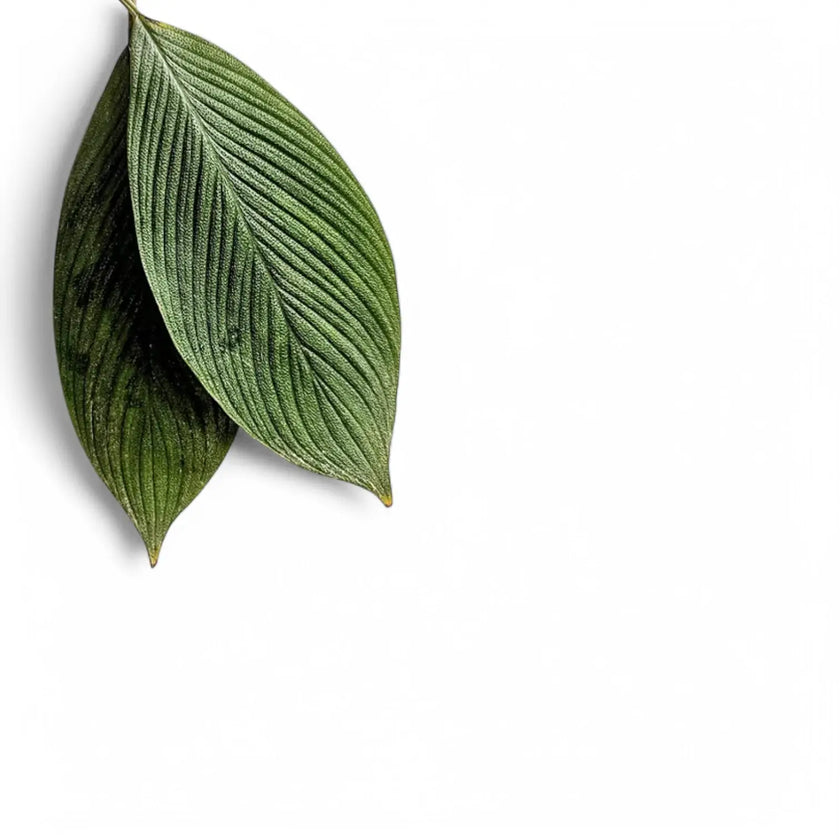 Homalomena 'Shark skin' leaf detail on white background.
