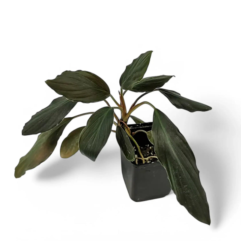 Homalomena sp. 'Platinum black' potted plant in nursery pot on white background.