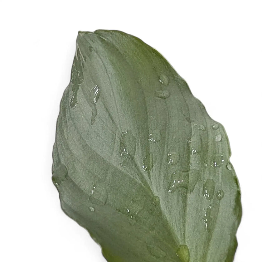 Homalomena sp. 'Platinum velvet' close-up of leaf on white background.