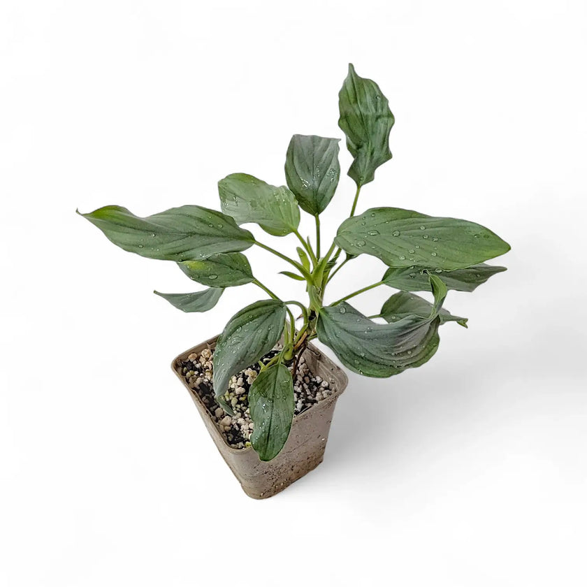 Homalomena sp. 'Platinum velvet' potted plant in nursery pot on white background.
