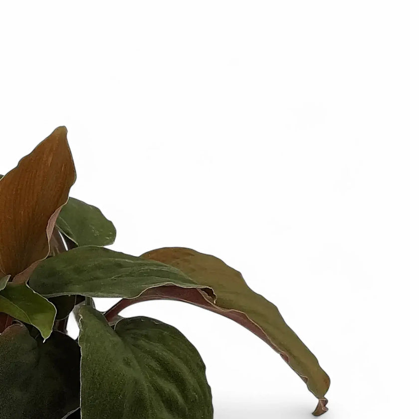 Homalomena sp. 'Red velvet' leaf detail on white background.