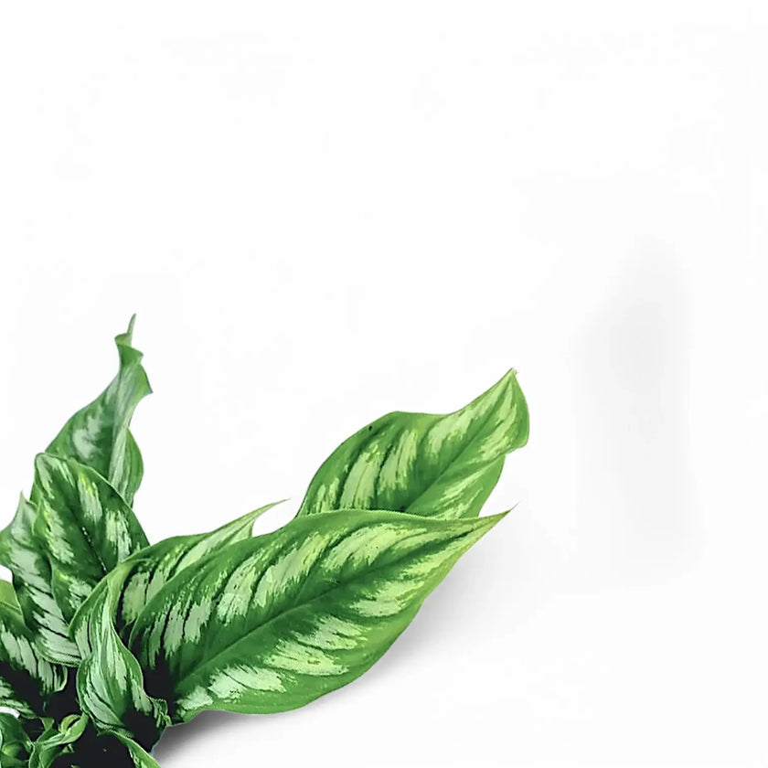 Homalomena sp. Riau Sumatra ('Jungle Velvet') leaf detail on white background.