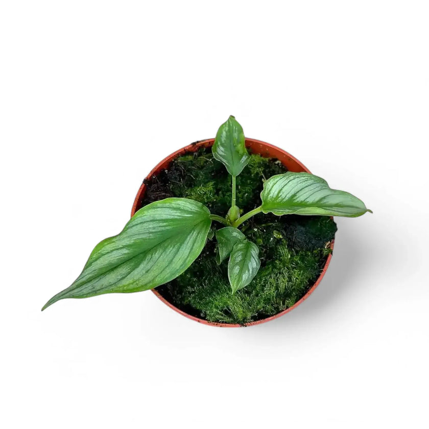 Homalomena sp. Riau Sumatra ('Jungle Velvet') potted plant in nursery pot on white background.