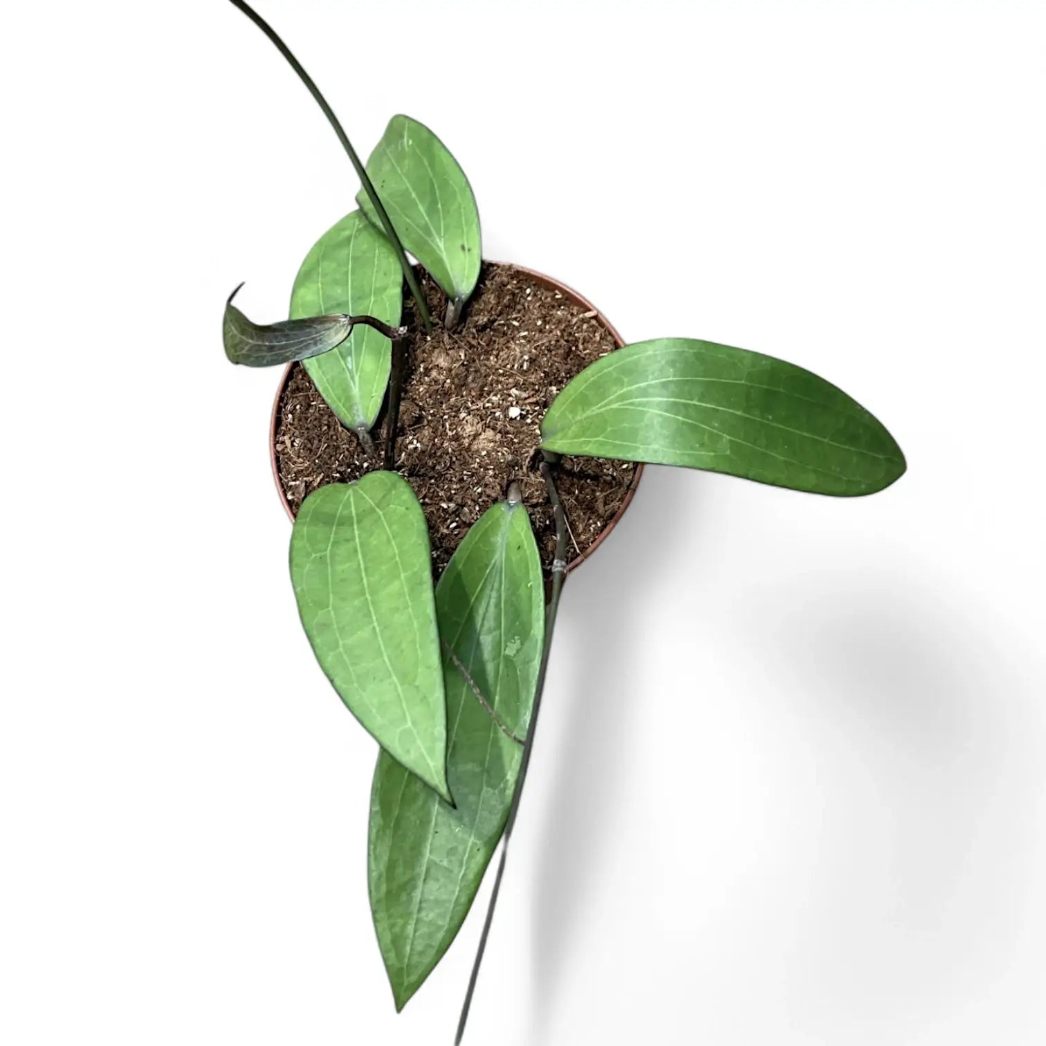 Hoya AH803 potted plant in nursery pot on white background.