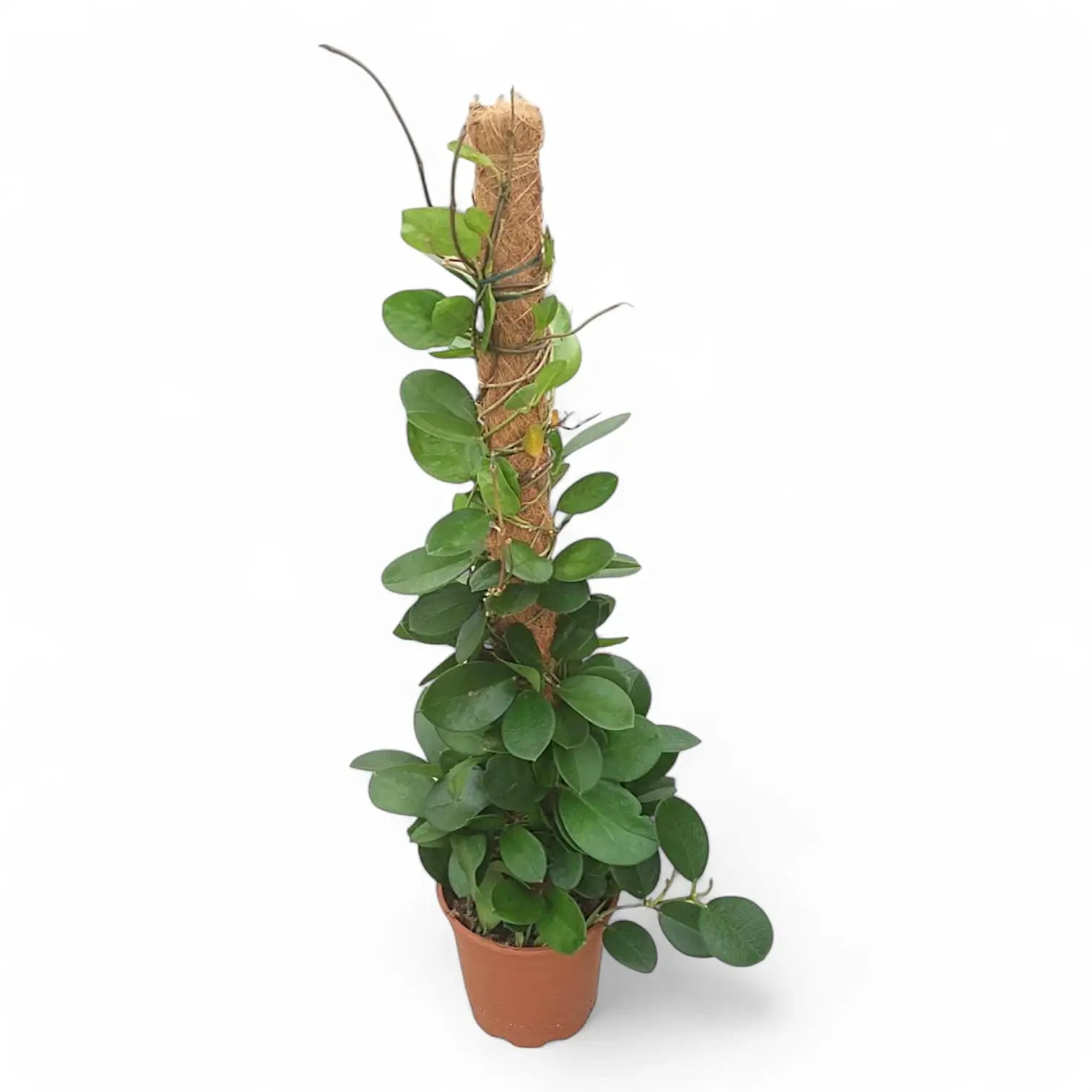 Hoya australis potted plant in nursery pot on white background.
