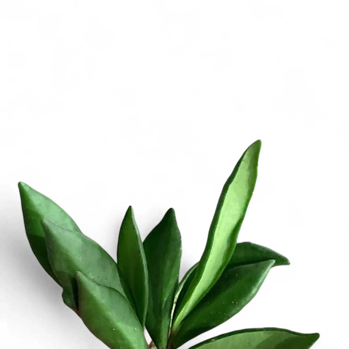 Hoya bilobata – Tiny-Leaf Philippine Trailer
