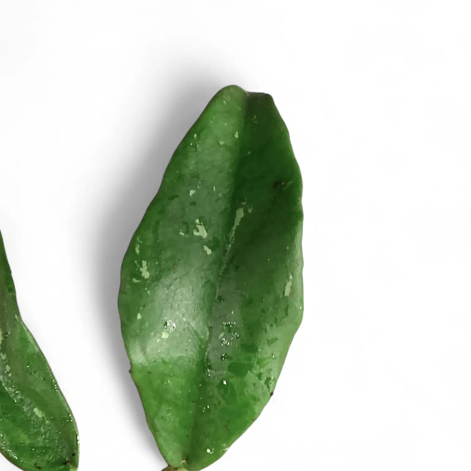 Hoya buntokensis – Bornean Hoya with Sweet Scent