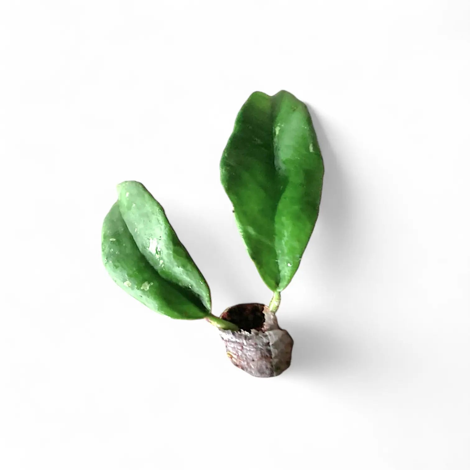 Hoya buntokensis potted plant in nursery pot on white background.