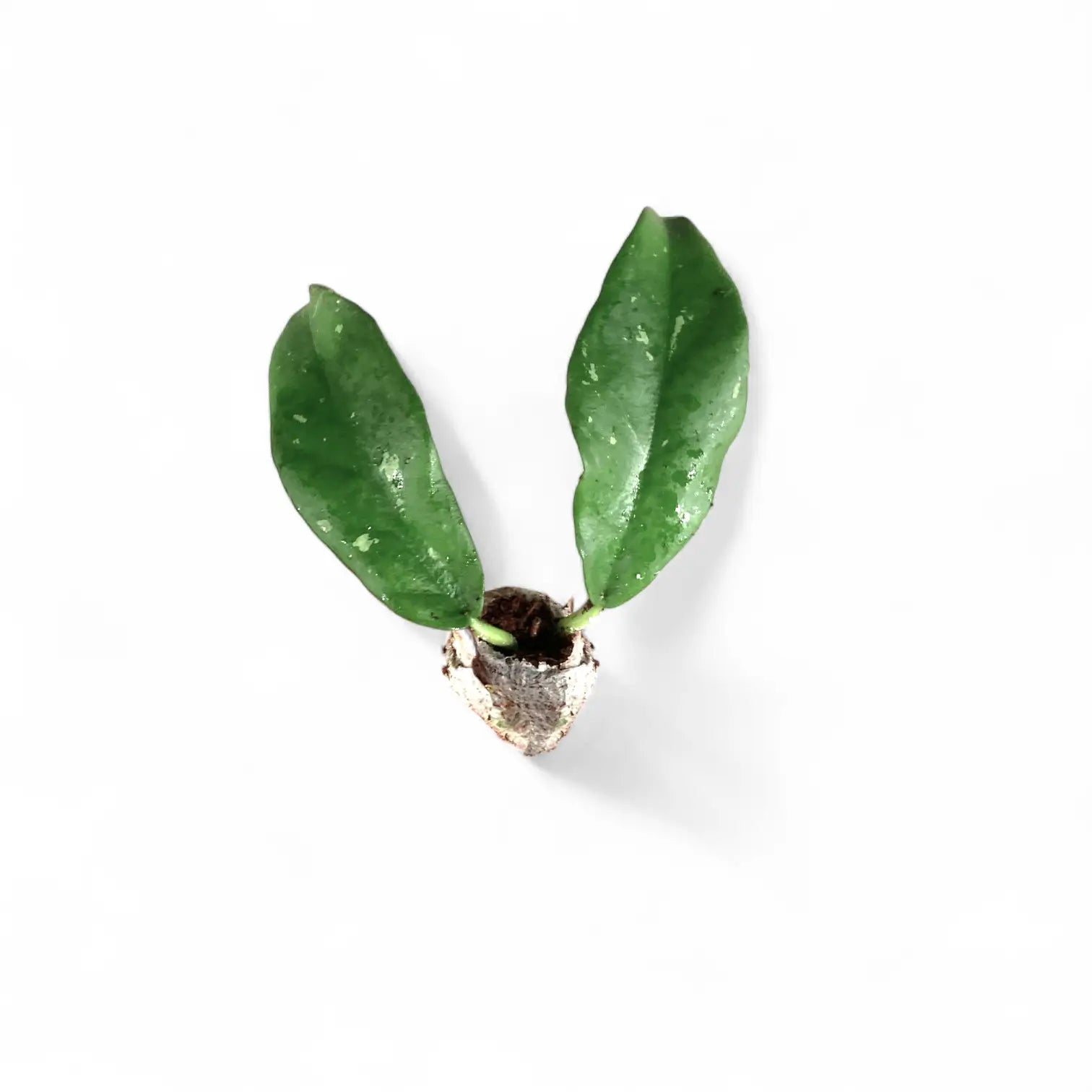 Hoya buntokensis potted plant in nursery pot on white background.