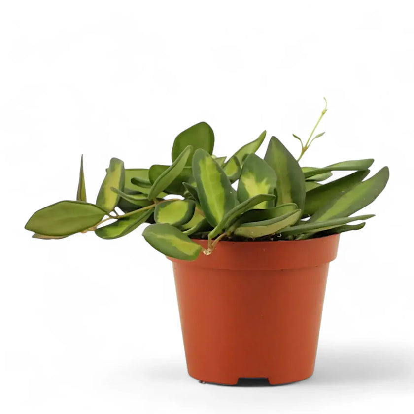 Hoya burtoniae variegata potted plant in nursery pot on white background.