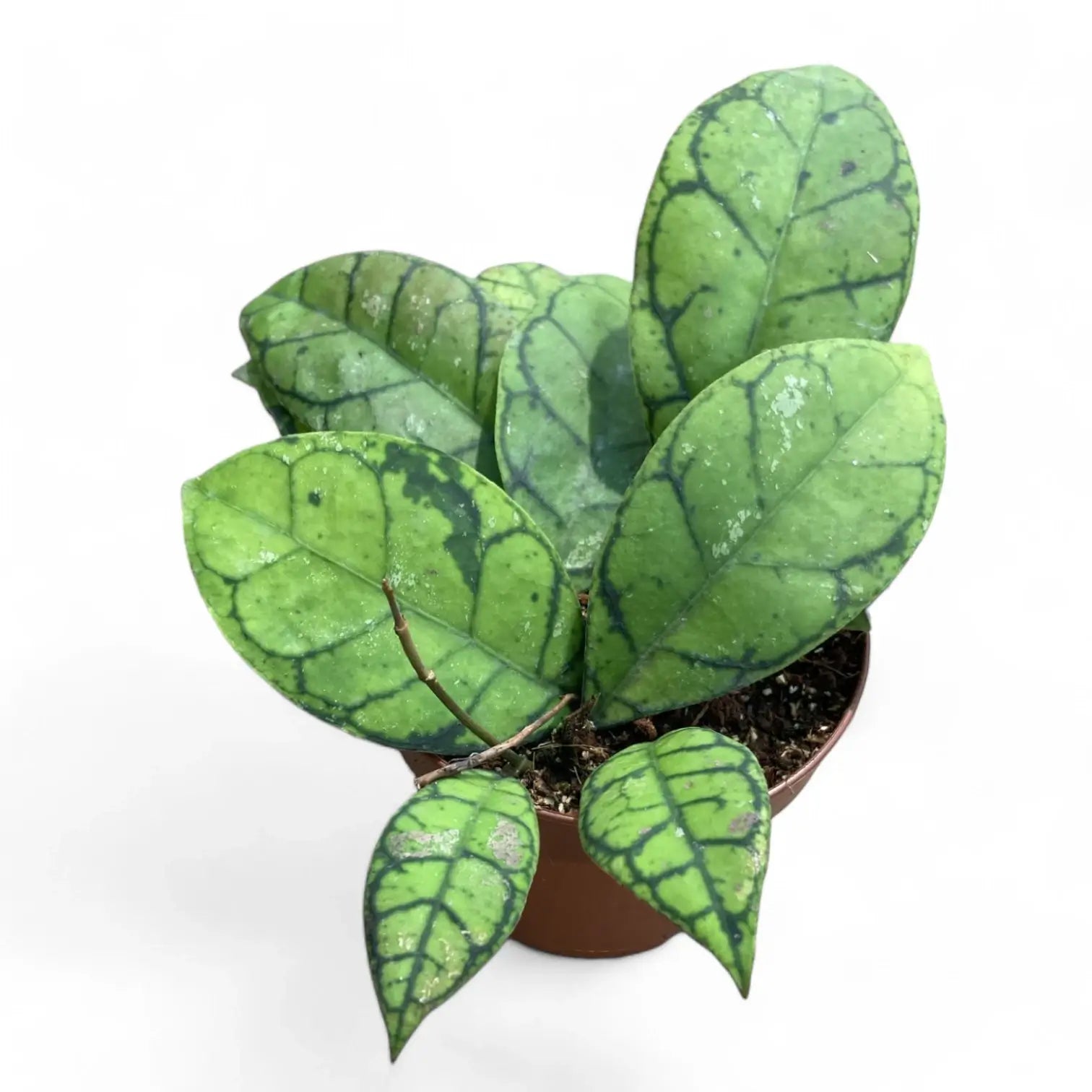 Hoya callistophylla – Zimmerpflanze im Kulturtopf auf weißem Hintergrund, Produktfoto 11.