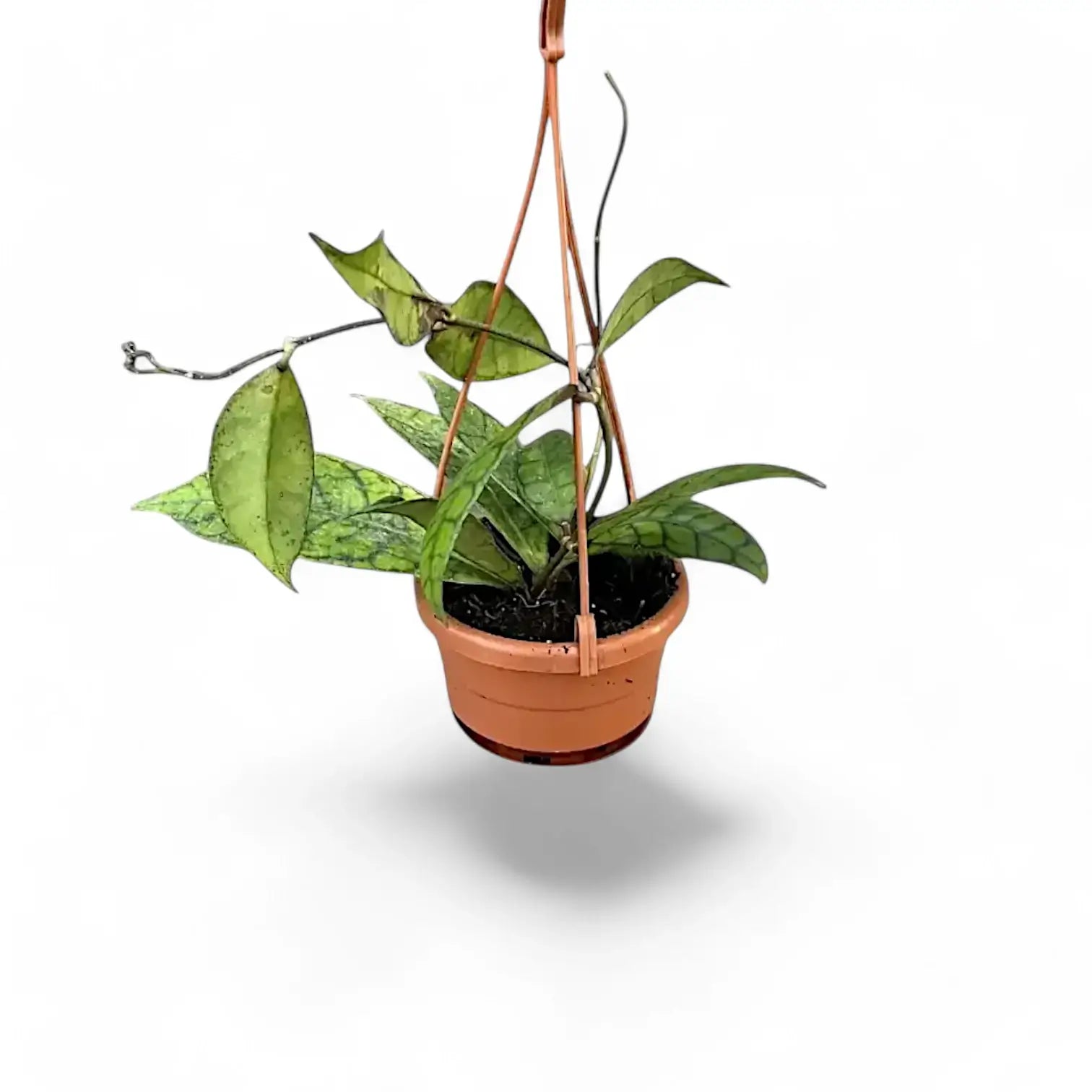 Hoya callistophylla – Zimmerpflanze im Kulturtopf auf weißem Hintergrund, Produktfoto 14.