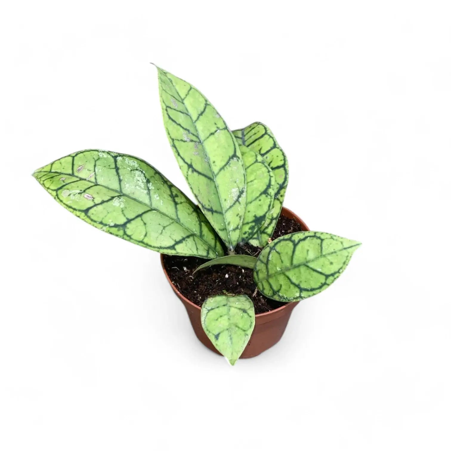 Hoya callistophylla – Zimmerpflanze im Kulturtopf auf weißem Hintergrund, Produktfoto 5.