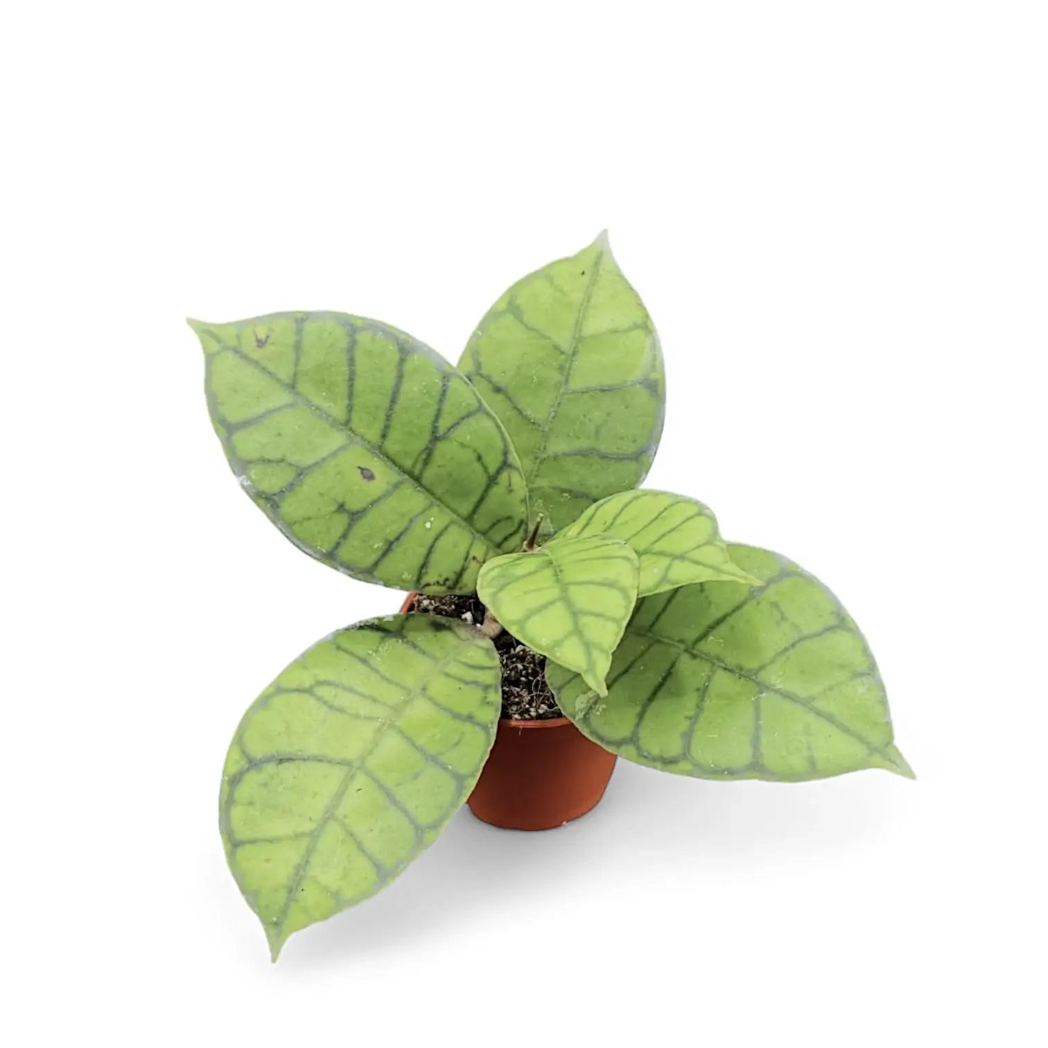 Hoya callistophylla – Zimmerpflanze im Kulturtopf auf weißem Hintergrund, Produktfoto 6.