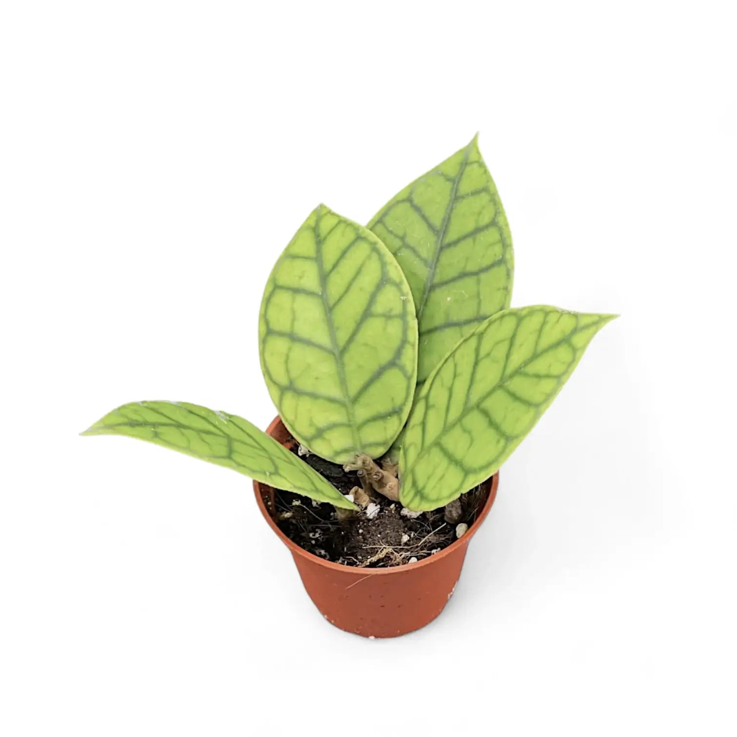 Hoya callistophylla – Zimmerpflanze im Kulturtopf auf weißem Hintergrund, Produktfoto 8.