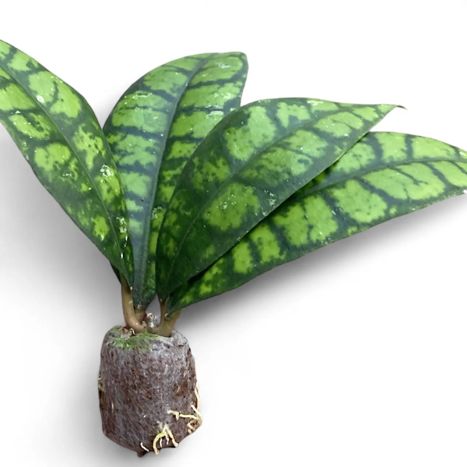 Hoya callistophylla 'Black cat' (IML 3576) potted plant in nursery pot on white background.