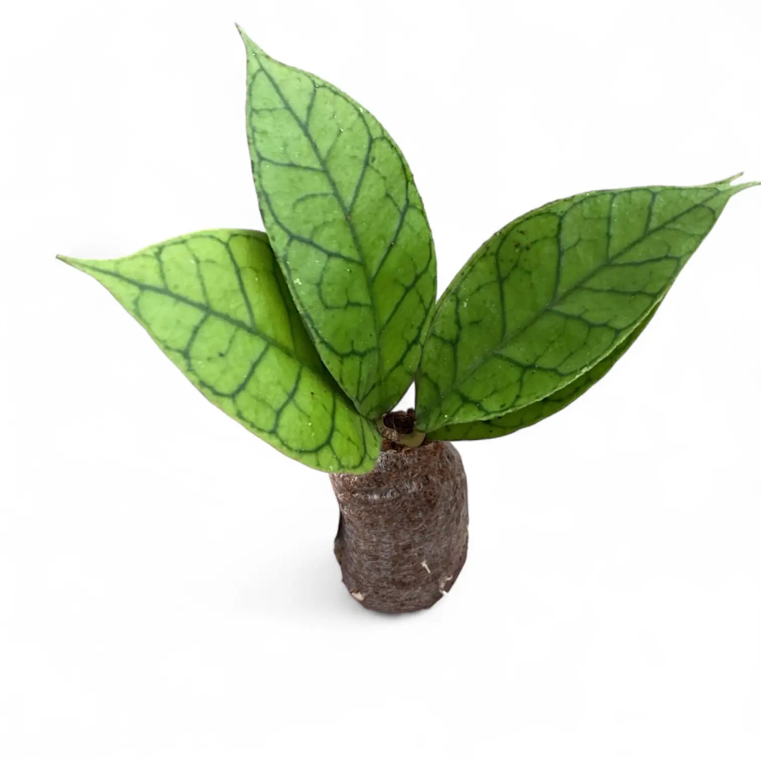 Hoya callistophylla KAL 16 potted plant in nursery pot on white background.