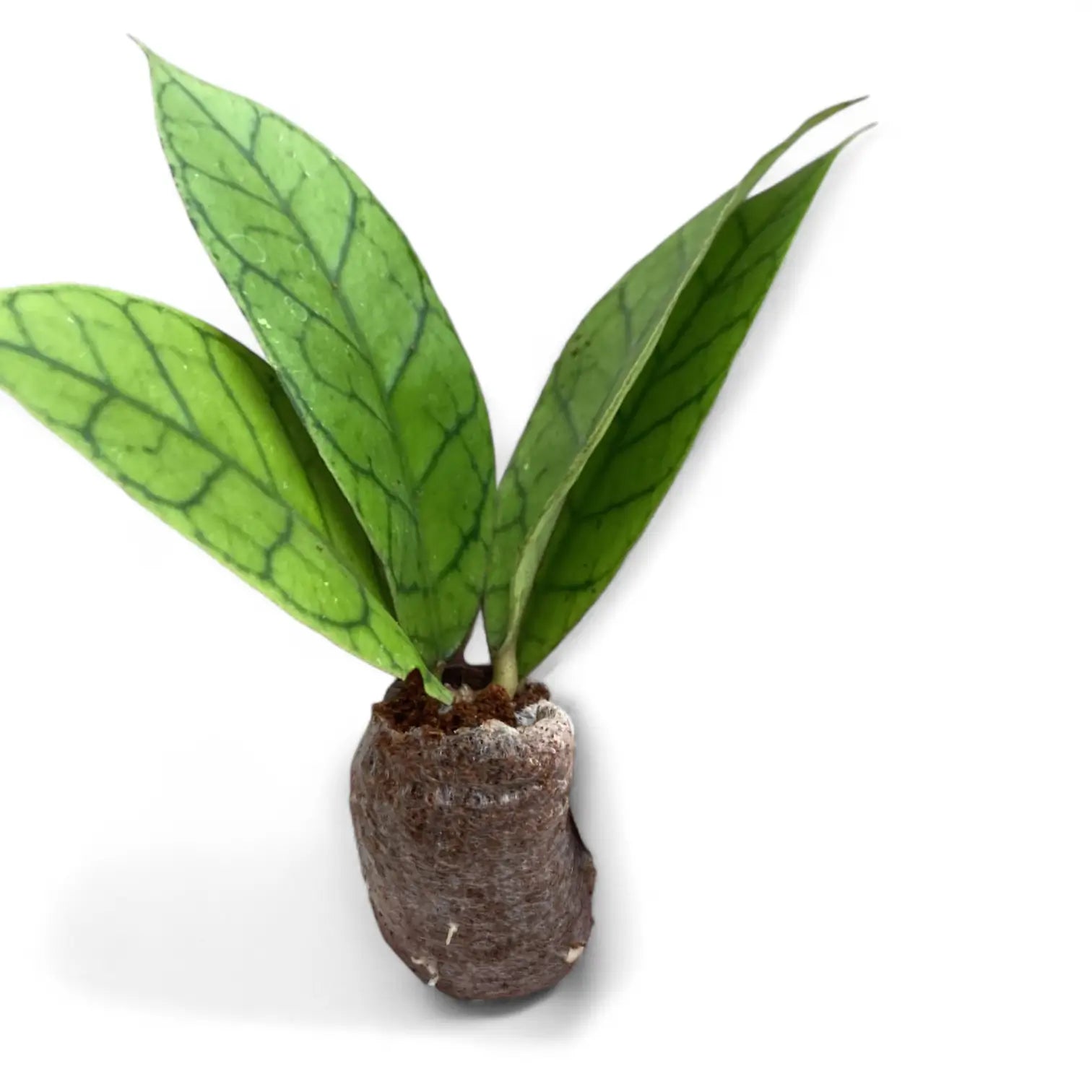 Hoya callistophylla KAL 16 potted plant in nursery pot on white background.