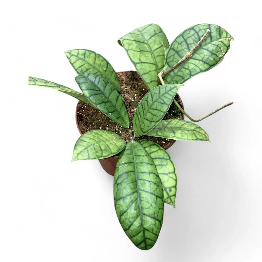 Hoya callistophylla sp. Kalimantan potted plant in nursery pot on white background.
