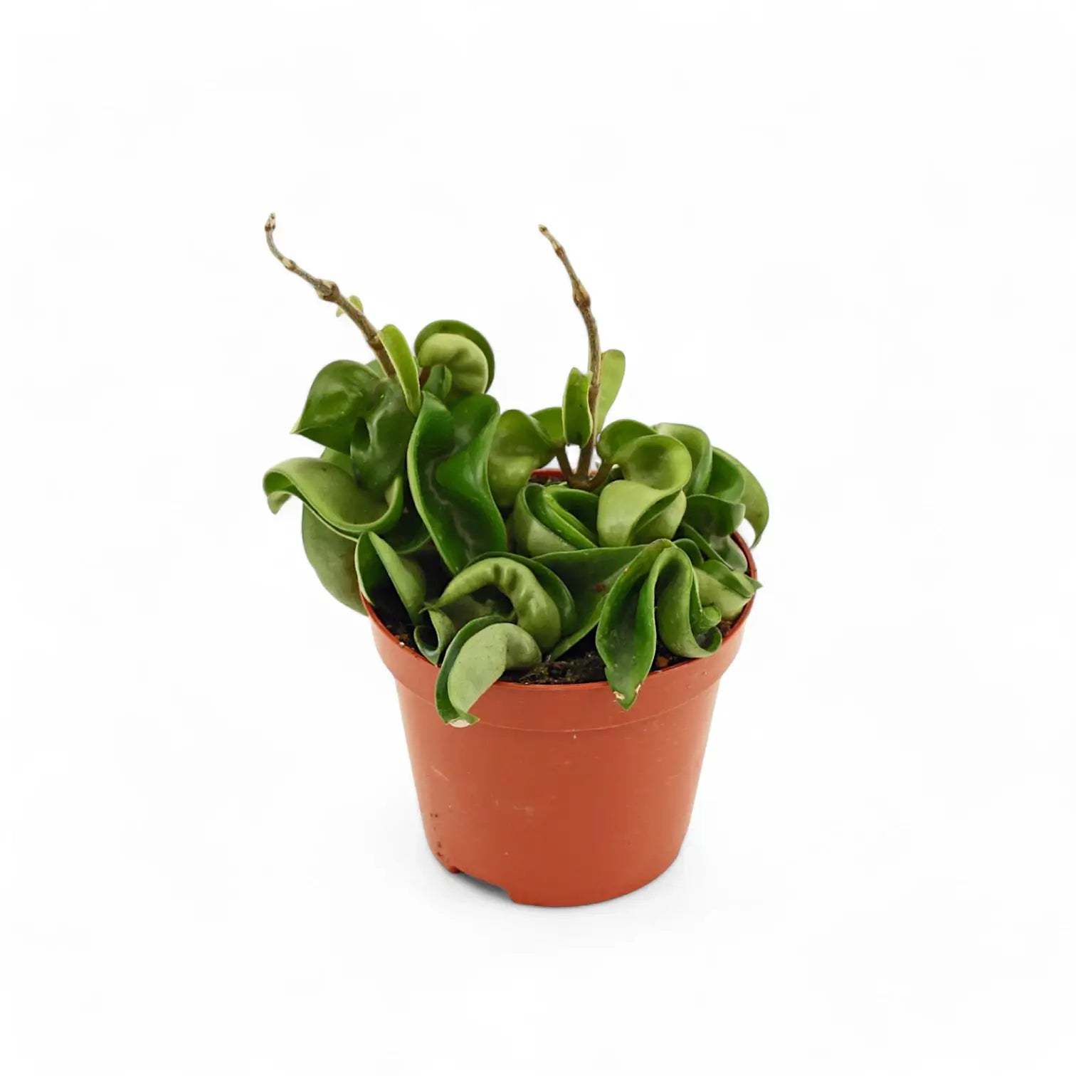 Hoya carnosa 'Compacta' potted plant in nursery pot on white background.