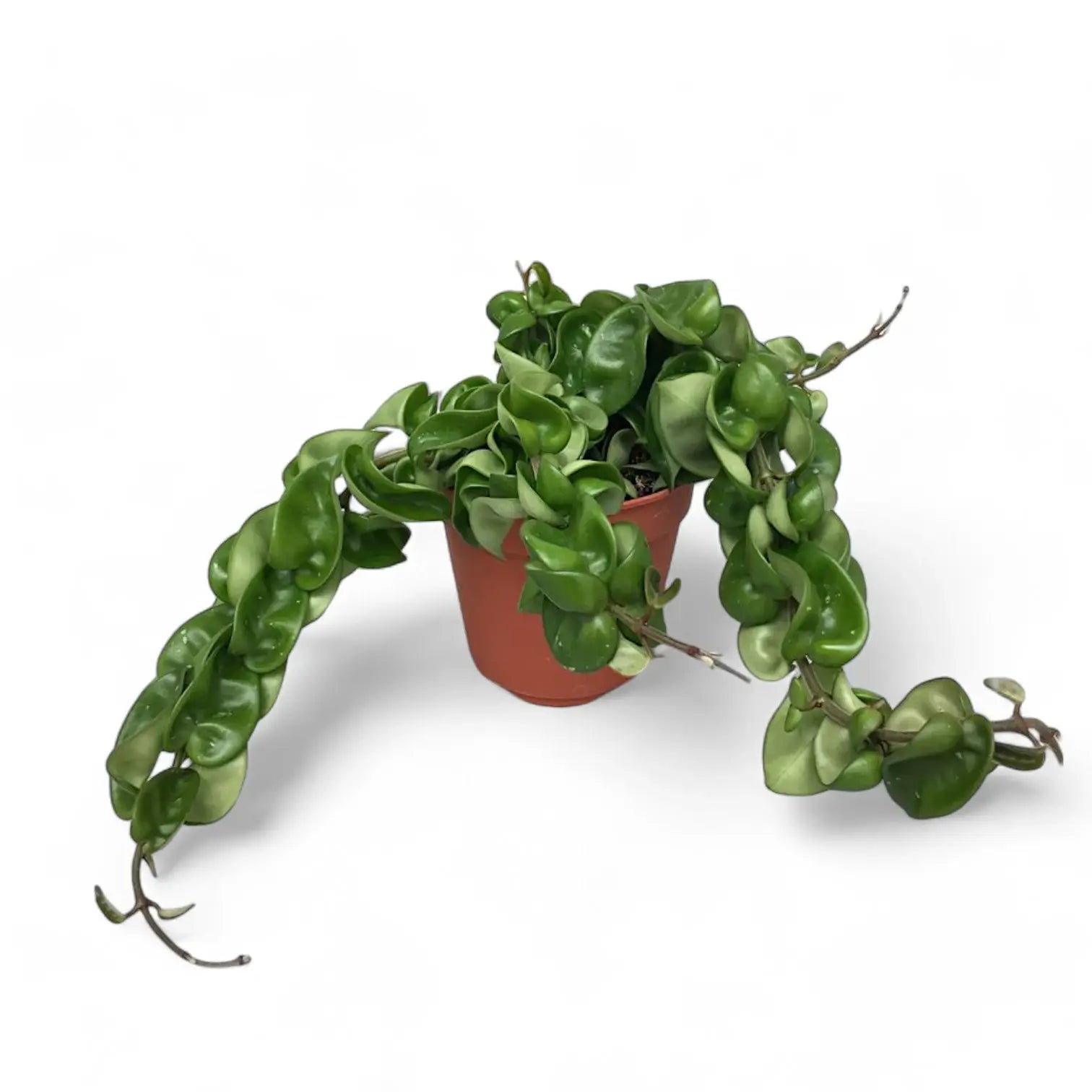 Hoya carnosa 'Compacta' potted plant in nursery pot on white background.