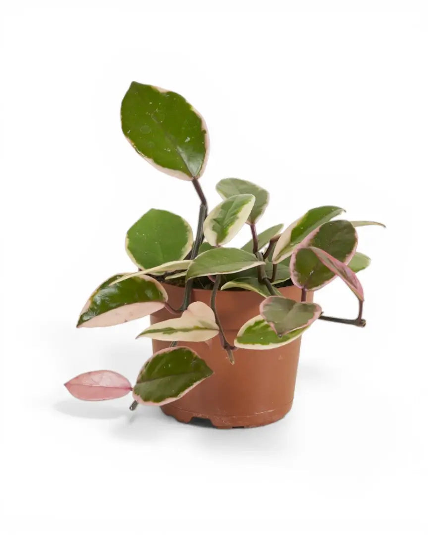 Hoya carnosa 'Flamingo Dream' – Topfpflanze im Kulturtopf vor weißem Hintergrund, Produktfoto 3.