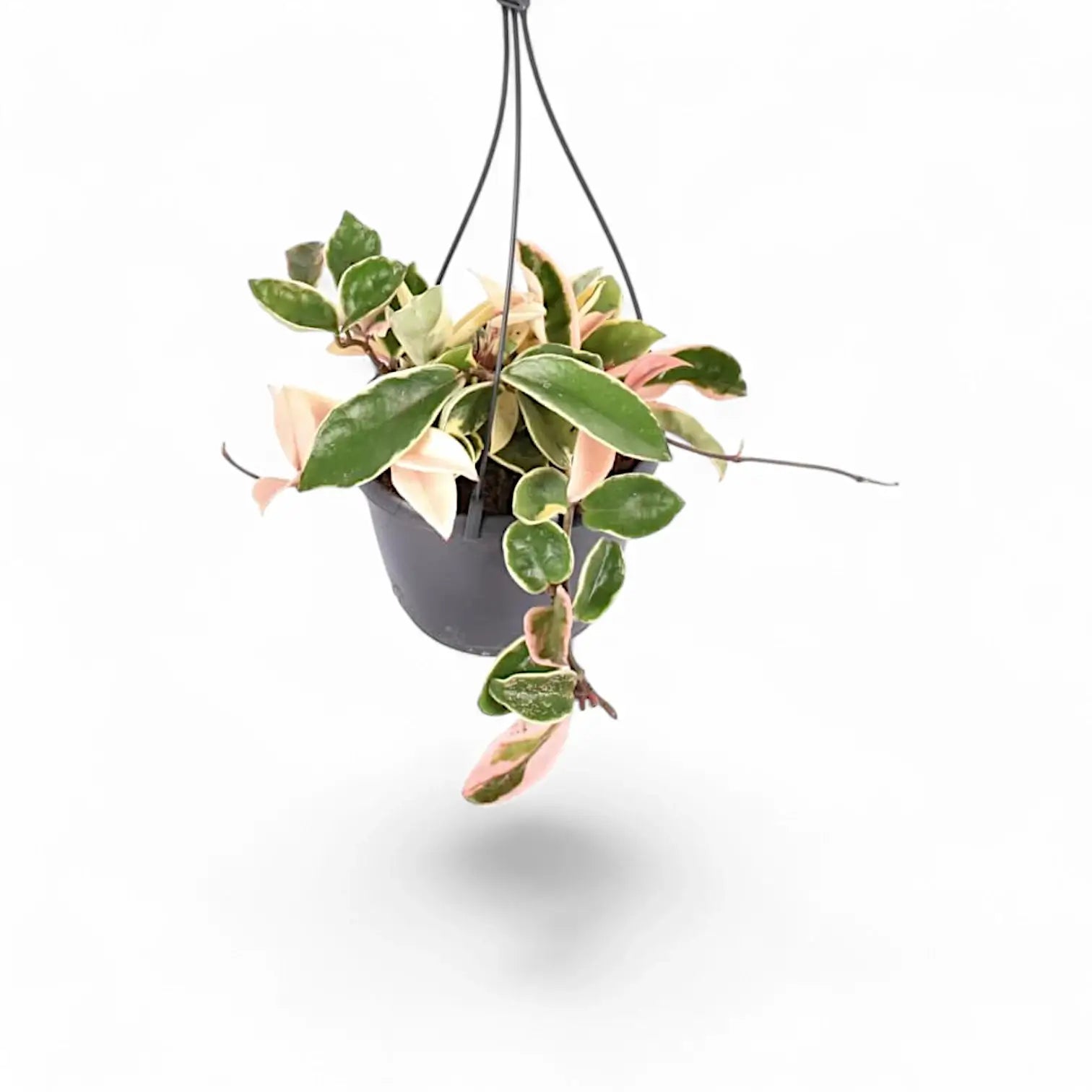 Hoya carnosa 'Krimson Queen' (albomarginata) – Topfpflanze im Kulturtopf vor weißem Hintergrund, Produktfoto 4.
