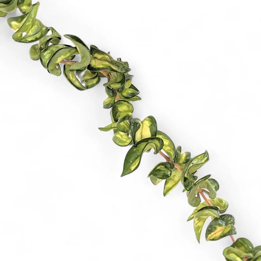 Nahaufnahme von Hoya carnosa ‘Mauna Loa’ ('Lura Lei', 'Exotica') vor weißem Hintergrund.