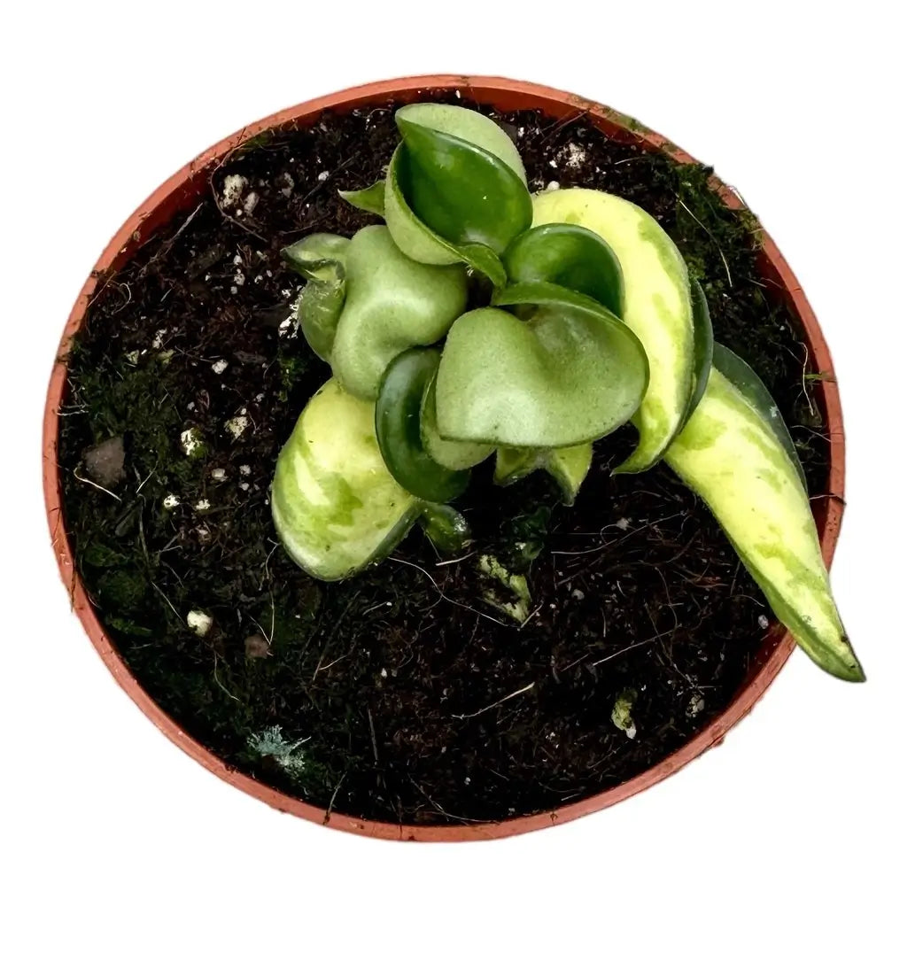 Hoya carnosa ‘Mauna Loa’ ('Lura Lei', 'Exotica') potted plant in nursery pot on white background.