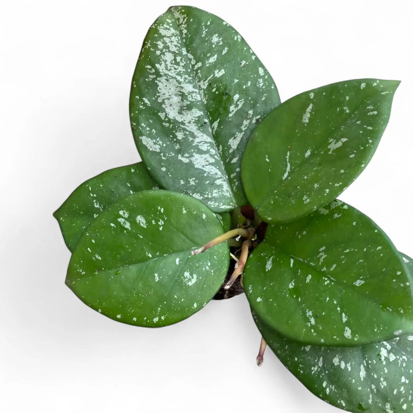 Hoya carnosa 'Speckles' potted plant in nursery pot on white background.