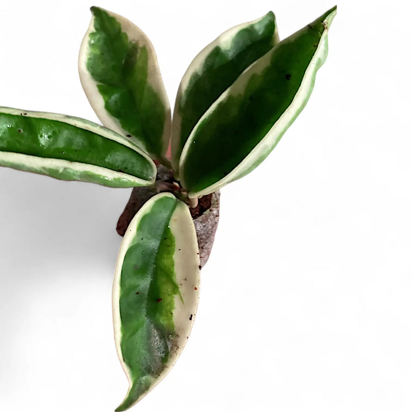 Hoya carnosa ‘Suzie Q’ potted plant in nursery pot on white background.