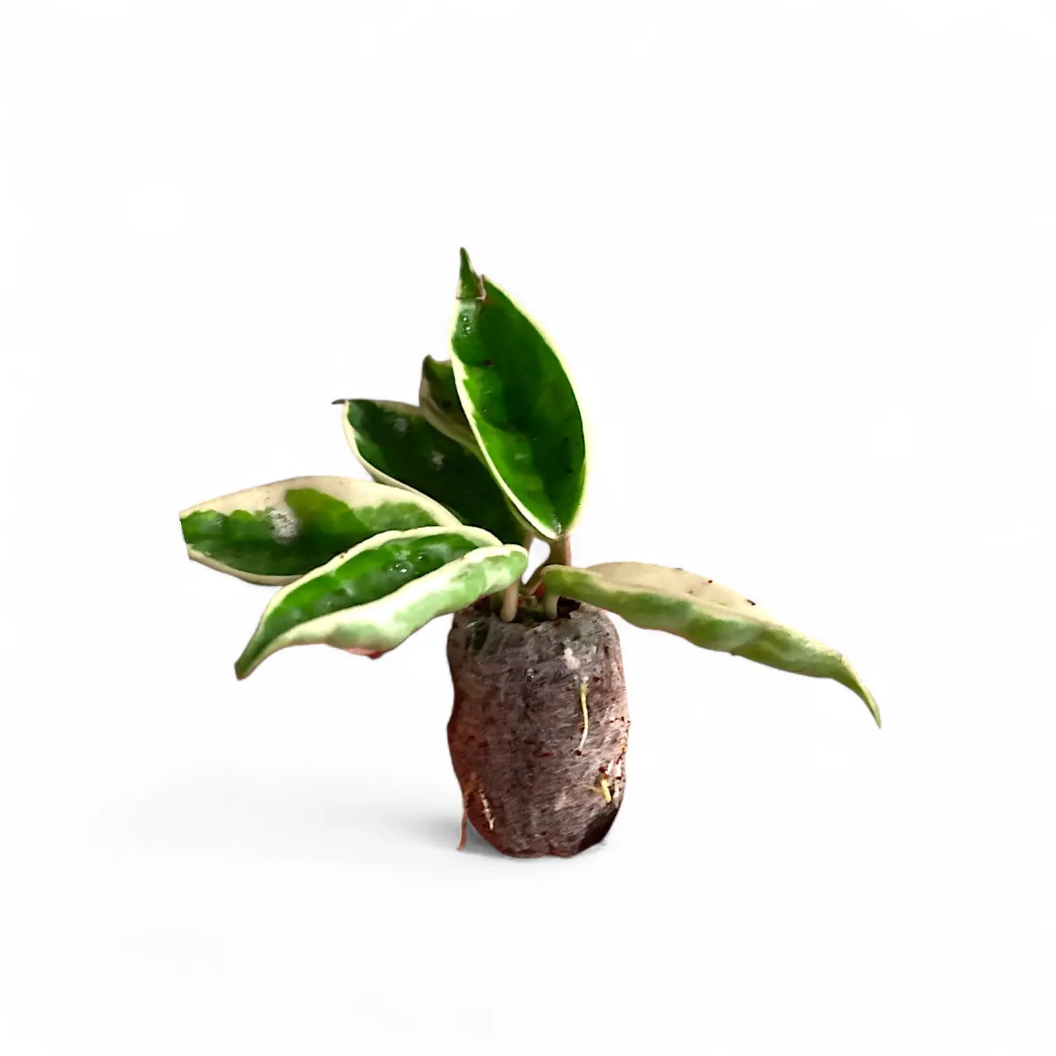 Hoya carnosa ‘Suzie Q’ Zimmerpflanze im Anzuchttopf vor weißem Hintergrund, Produktfoto 3.