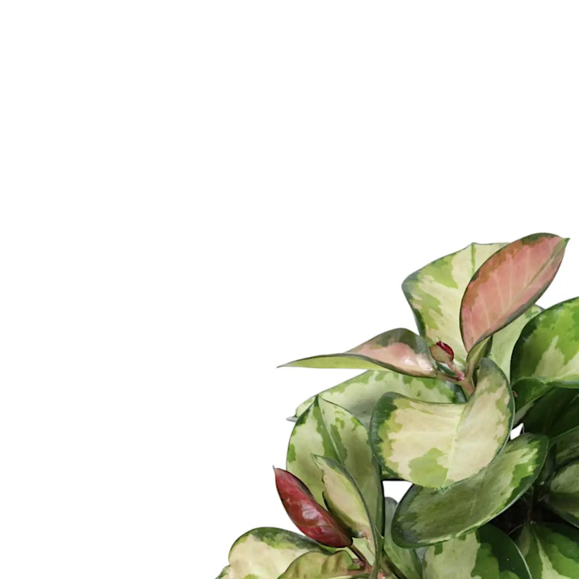 Hoya carnosa 'Tricolor' – Blattdetail vor weißem Hintergrund..